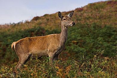 任天堂新一期发布会明晚举行 时长约40分钟