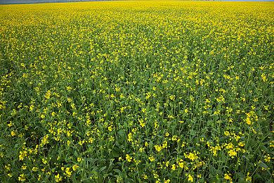 任天堂：将投资9亿美元拓展第一方工作室 不排除收购